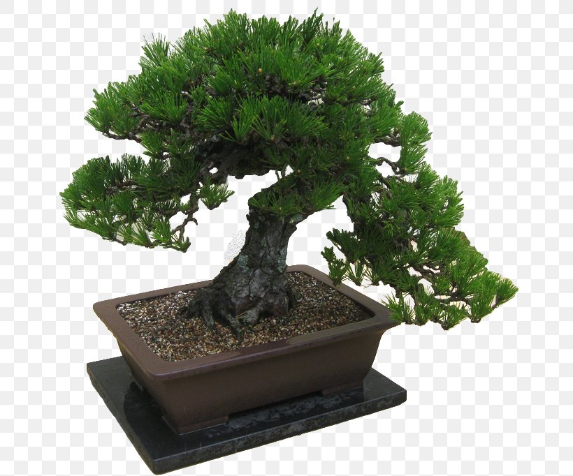 Pinus Thunbergii Beautiful Bonsai Ficus Retusa Tree, PNG, 670x682px, Pinus Thunbergii, Beautiful Bonsai, Bonsai, Evergreen, Ficus Retusa Download Free