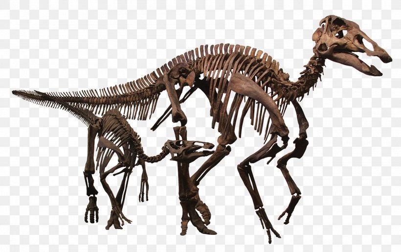Rocky Mountain Dinosaur Resource Center Pachycephalosaurus Hell Creek Formation Late Cretaceous Edmontosaurus Annectens, PNG, 1920x1208px, Pachycephalosaurus, Animal Figure, Dinosaur, Edmontosaurus, Edmontosaurus Annectens Download Free