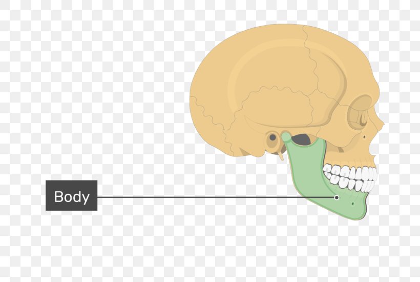 Skull Frontal Process Of Maxilla Mandible Frontal Bone, PNG, 770x550px, Watercolor, Cartoon, Flower, Frame, Heart Download Free