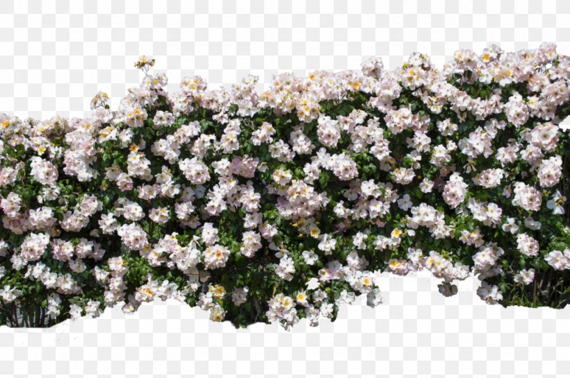 Wall Multiflora Rose Shrub Wallpaper, PNG, 1024x681px, Wall, Alyssum, Black Rose, Branch, Flora Download Free