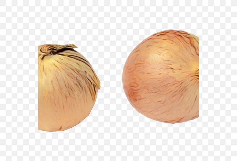 Yellow Onion Onion Shallot Vegetable Plant, PNG, 556x556px, Watercolor, Allium, Food, Garlic, Onion Download Free