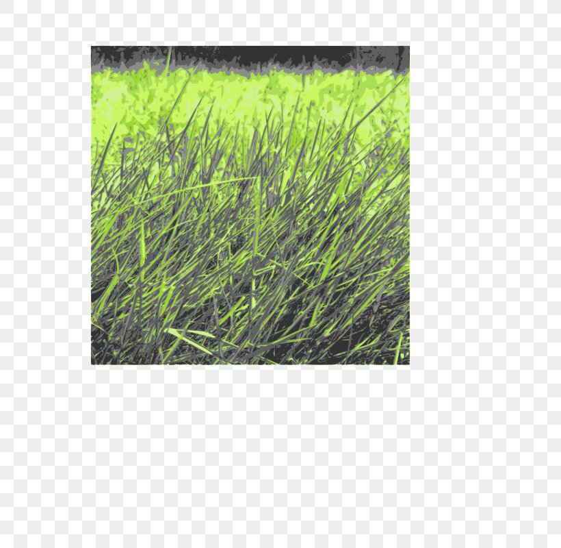 Desktop Wallpaper Clip Art, PNG, 566x800px, Lawn, Chrysopogon Zizanioides, Grass, Grass Family, Herb Download Free