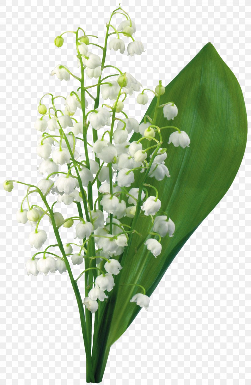 Lily Of The Valley 1 May Flower, PNG, 2769x4253px, 2017, 2018, Lily Of The Valley, Crocus Vernus, Cut Flowers Download Free