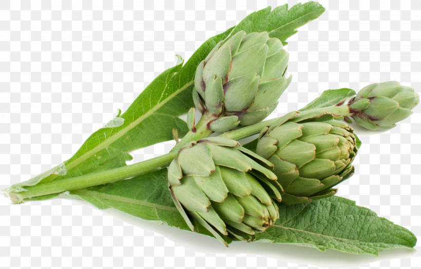 Plant Flower Artichoke Humulus Lupulus Vegetable, PNG, 3208x2052px, Plant, Artichoke, Bud, Flower, Humulus Lupulus Download Free