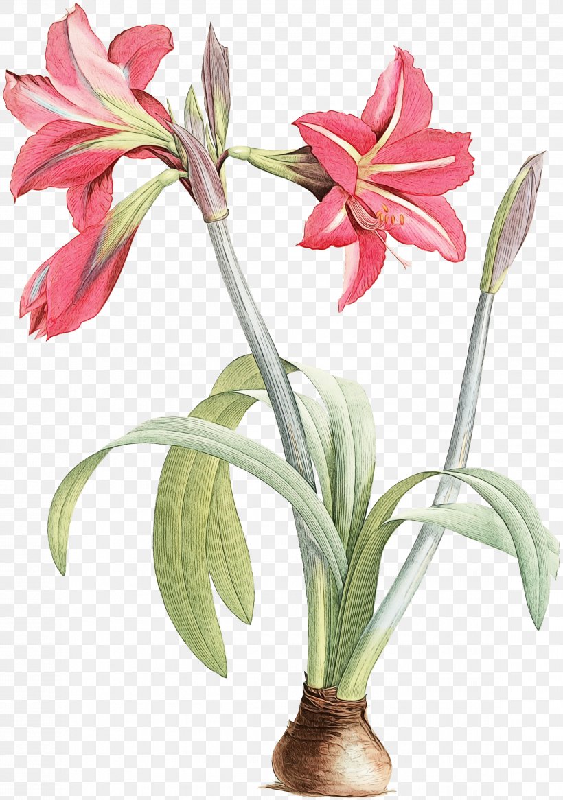 Flower Plant Amaryllis Belladonna Petal Cut Flowers, PNG, 2319x3300px, Watercolor, Amaryllis Belladonna, Crinum, Cut Flowers, Flower Download Free