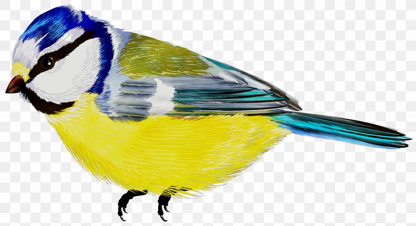 Illustration Bird Graphics Beak Clip Art, PNG, 6328x3447px, Bird, Beak, Chickadee, Commercial Drivers License, Fauna Download Free