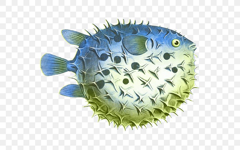 Pufferfish Throw Pillows Spot-fin Porcupinefish, PNG, 716x515px, Pufferfish, Diodon, Fish, Fishing, Marcus Elieser Bloch Download Free