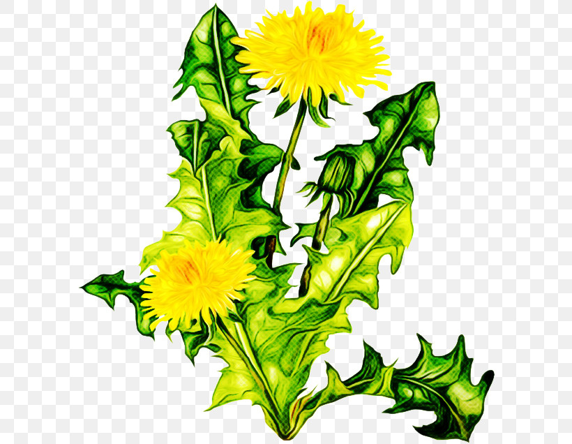 Sunflower, PNG, 600x636px, Flower, Cut Flowers, Dandelion, Plant, Sunflower Download Free