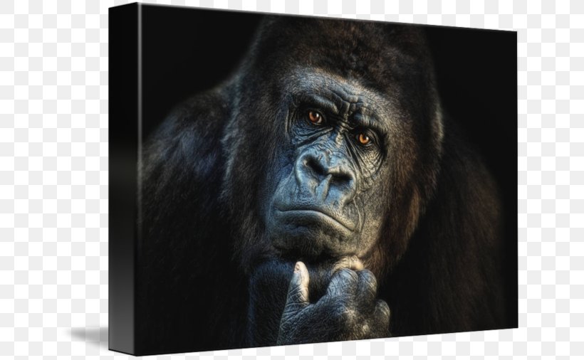 Ape Wildlife Western Lowland Gorilla Orangutan Canvas, PNG, 650x506px, Ape, Animal, Art, Canvas, Eastern Gorilla Download Free