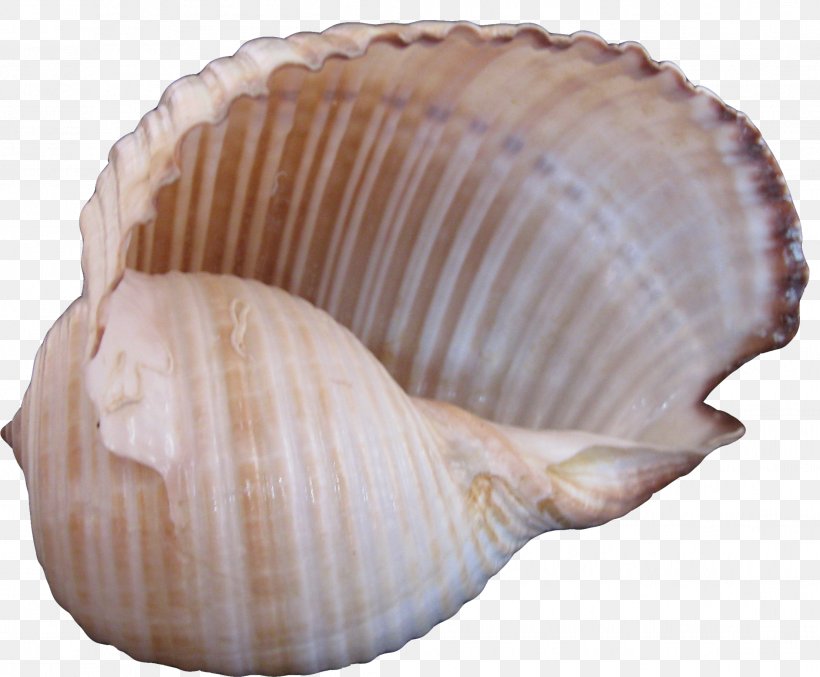 Cockle Seashell Sea Snail, PNG, 2216x1830px, Cockle, Clam, Clams Oysters Mussels And Scallops, Conch, Conchology Download Free