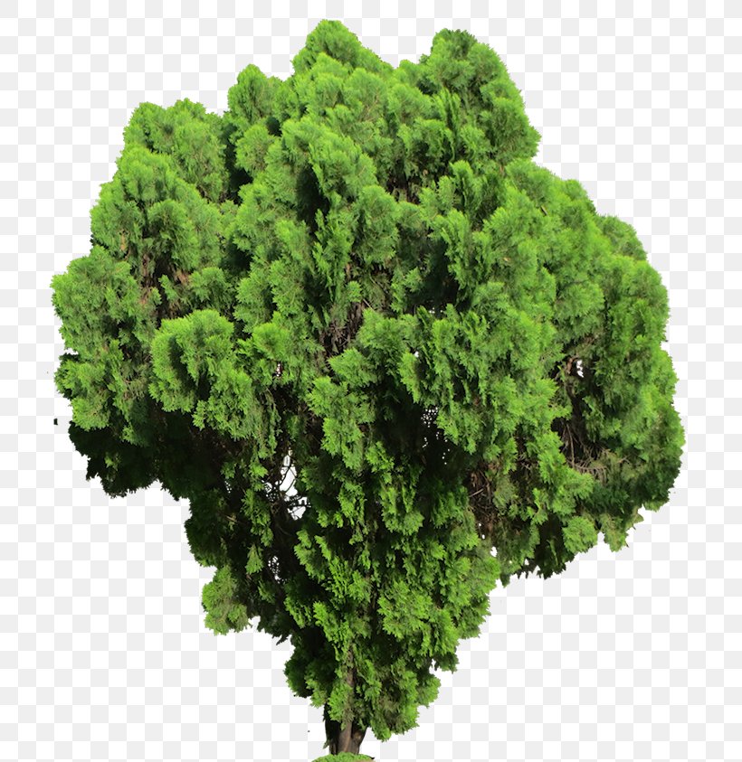 Lycopodiophyta Plant Shrub Tree, PNG, 716x843px, Lycopodiophyta, Acer Campestre, Arborvitae, Evergreen, Oriental Arborvitae Download Free