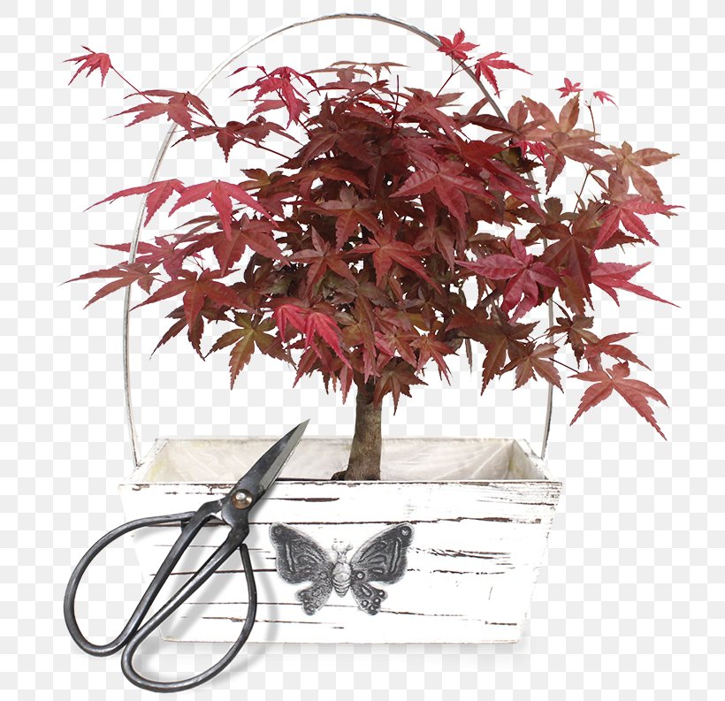 Maple Flowerpot Twig Houseplant Tree, PNG, 800x793px, Maple, Flowering Plant, Flowerpot, Houseplant, Leaf Download Free