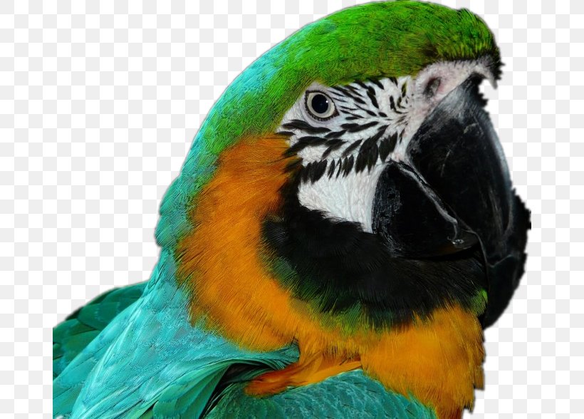 Bird Amazon Parrot Cockatoo Macaw Companion Parrot, PNG, 672x588px, Bird, Amazon Parrot, Beak, Bird Flight, Blueandyellow Macaw Download Free