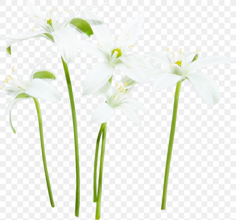Flower White Fleur Blanche, PNG, 1200x1120px, Flower, Concepteur, Cut Flowers, File Size, Fleur Blanche Download Free