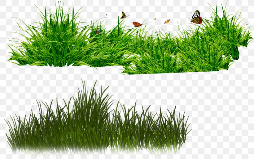 RAR Clip Art, PNG, 3482x2190px, Rar, Grass, Grass Family, Image Resolution, Lawn Download Free