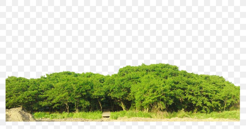 Bodhi Tree Ficus Religiosa, PNG, 1280x675px, Bodhi Tree, Bodhi, Ecosystem, Ficus Religiosa, Grass Download Free