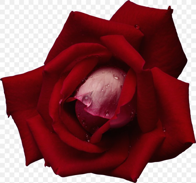 Garden Roses Flower Red Blue Rose Rosa Gallica, PNG, 2041x1902px, Garden Roses, Blue, Blue Rose, Close Up, Color Download Free