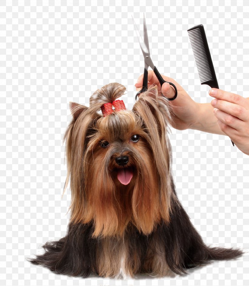 Pet Grooming, PNG, 1844x2118px, Golden Retriever, Australian Silky Terrier, Australian Terrier, Breed, Cairn Terrier Download Free