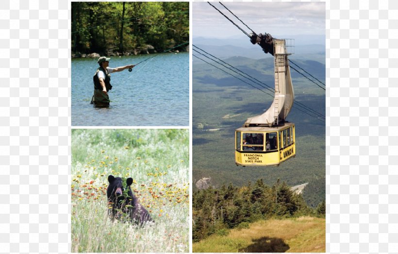 Cannon Mountain Ski Area Cannon Mountain Aerial Tramway Mount Washington Franconia Notch, PNG, 940x600px, Cannon Mountain, Aerial Tramway, Cannon Mountain Ski Area, Ecosystem, Franconia Download Free