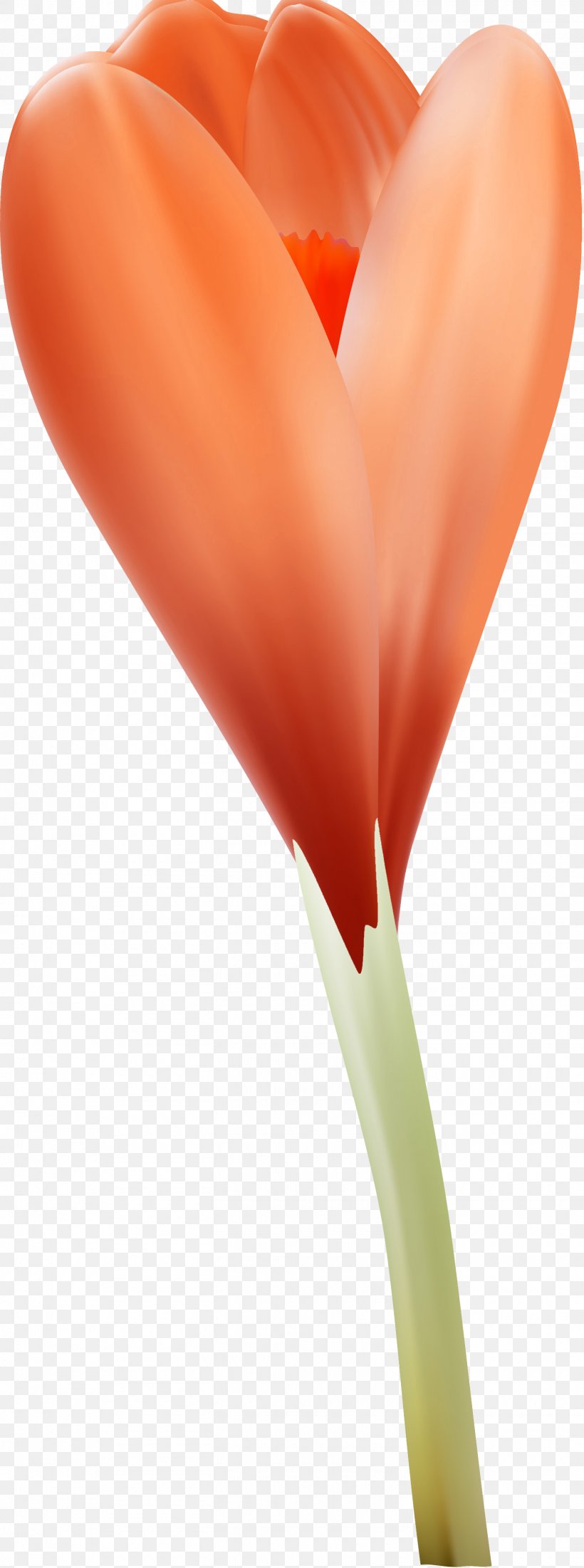 Flower Petal Heart Close-up, PNG, 1420x3815px, Flower, Closeup, Heart, Orange, Peach Download Free