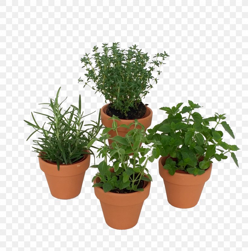 MINI Cooper Mini Herbs Fines Herbes, PNG, 2273x2309px, Mini Cooper, Cooper, Evergreen, Fines Herbes, Flowerpot Download Free