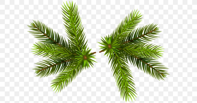 Pine Branch Clip Art, PNG, 600x428px, Pine, Branch, Cedar, Christmas Ornament, Conifer Download Free