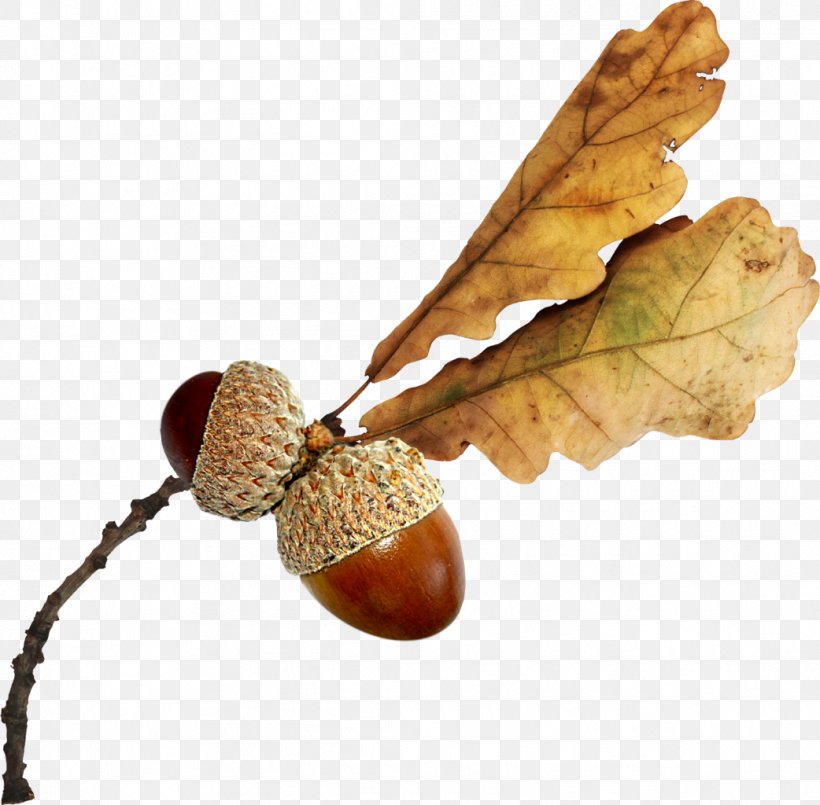 Acorn Autumn Clip Art, PNG, 1042x1024px, Acorn, Auglis, Autumn, Berry, Display Resolution Download Free