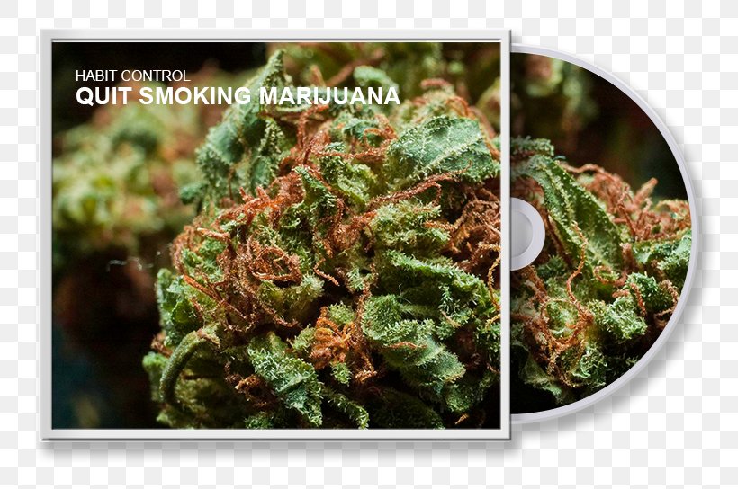 Cannabis Sativa White Widow Kush Drug, PNG, 818x544px, Cannabis, Bong, Bud, Cannabis Sativa, Drug Download Free