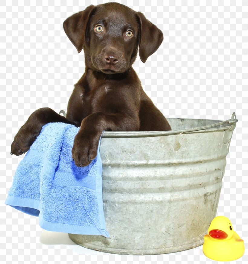 Labrador Retriever Puppy Three Dog Bakery Overland Park Maltese Dog Rottweiler, PNG, 900x955px, Labrador Retriever, Bathing, Bathtub, Breed Standard, Carnivoran Download Free