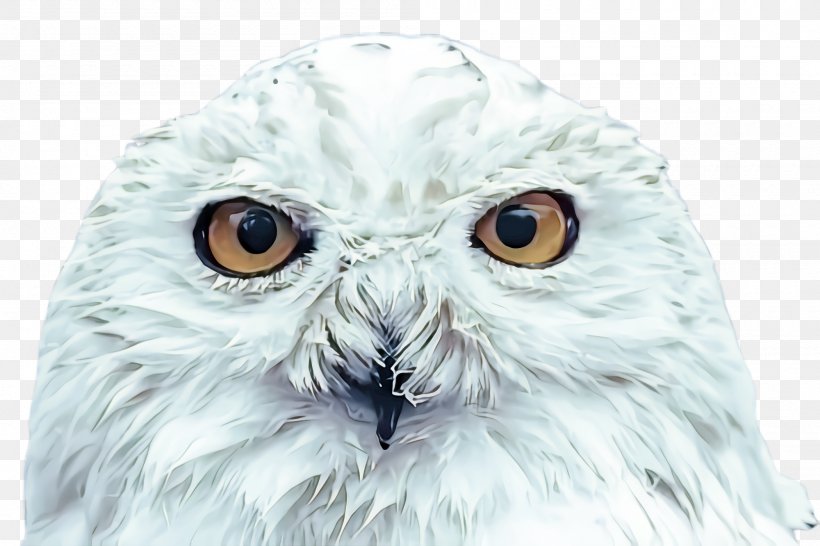 Owl Snowy Owl Bird White Bird Of Prey, PNG, 2000x1332px, Owl, Beak, Bird, Bird Of Prey, Closeup Download Free