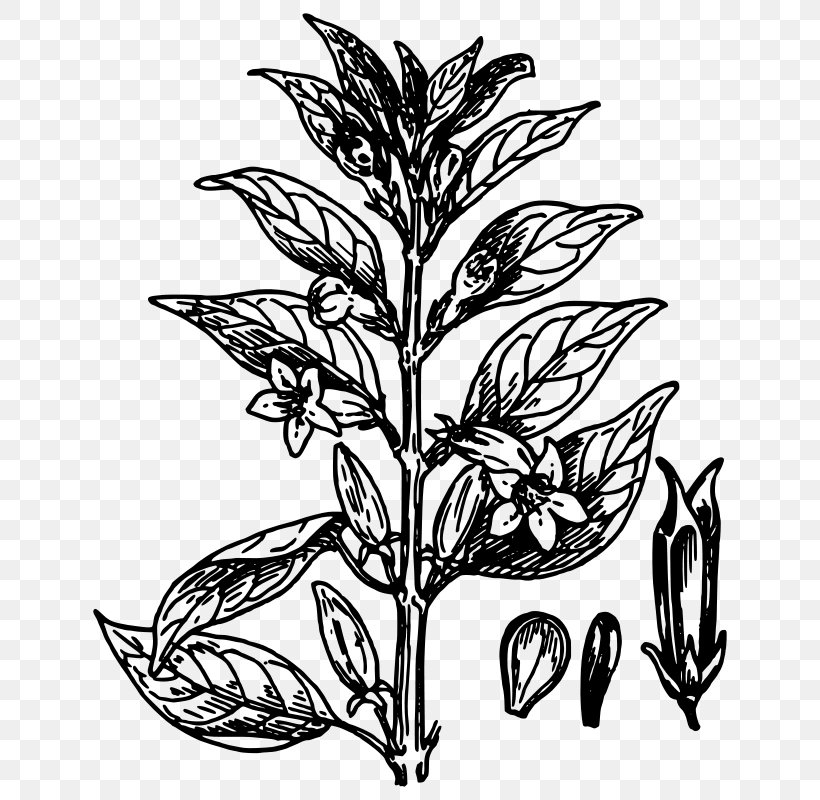 Plant Clip Art, PNG, 660x800px, Plant, Artwork, Black And White, Botany, Branch Download Free