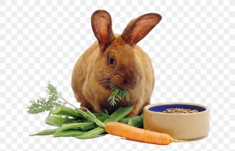 Rex Rabbit Carrot Cake Food, PNG, 1200x771px, Rabbit, Animal, Carrot, Carrot Cake, Cottontail Rabbit Download Free