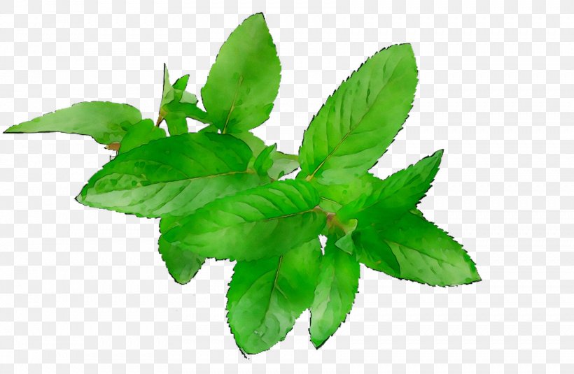 Basil Herbalism Leaf Plant Stem, PNG, 1722x1125px, Basil, Flower, Flowering Plant, Green, Herb Download Free