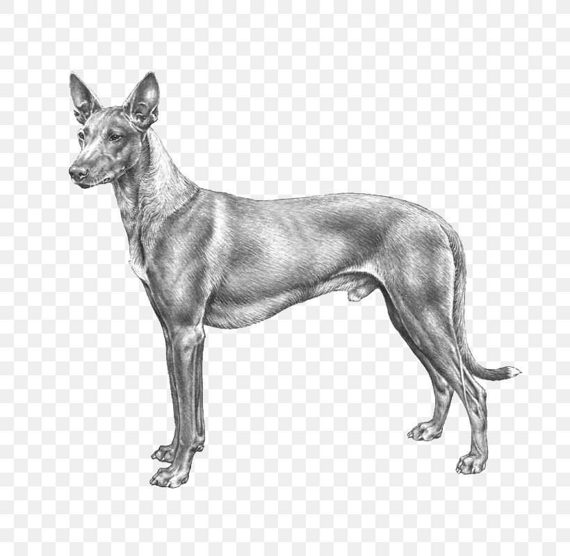 Dog Breed Peruvian Inca Orchid Mexican Hairless Dog Ibizan Hound Pharaoh Hound, PNG, 800x800px, Dog Breed, Ancient Dog Breeds, Black And White, Breed, Canadian Eskimo Dog Download Free