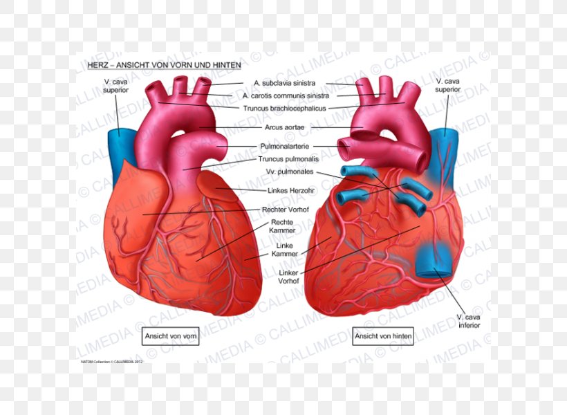 Human Heart Anatomy Coronal Plane Anterior Cardiac Veins, PNG, 600x600px, Watercolor, Cartoon, Flower, Frame, Heart Download Free