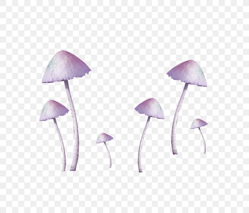 Amanita Muscaria Common Mushroom Fungus, PNG, 700x700px, Amanita Muscaria, Amanita, Common Mushroom, Edible Mushroom, Fungus Download Free