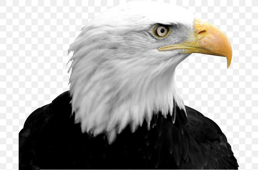 Bald Eagle Falcon Bird Clip Art, PNG, 701x542px, Bald Eagle, Accipitriformes, Beak, Bird, Bird Of Prey Download Free
