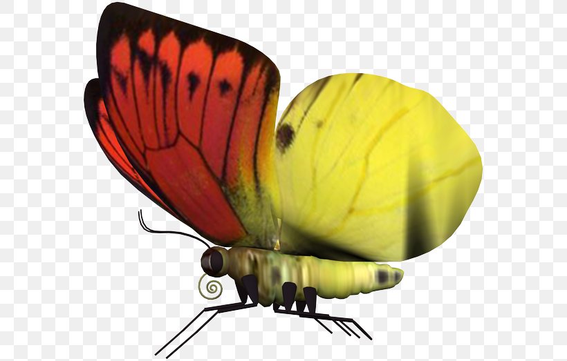 Butterfly, PNG, 583x523px, Butterfly, Adobe Animate, Adobe Fireworks, Arthropod, Computer Software Download Free