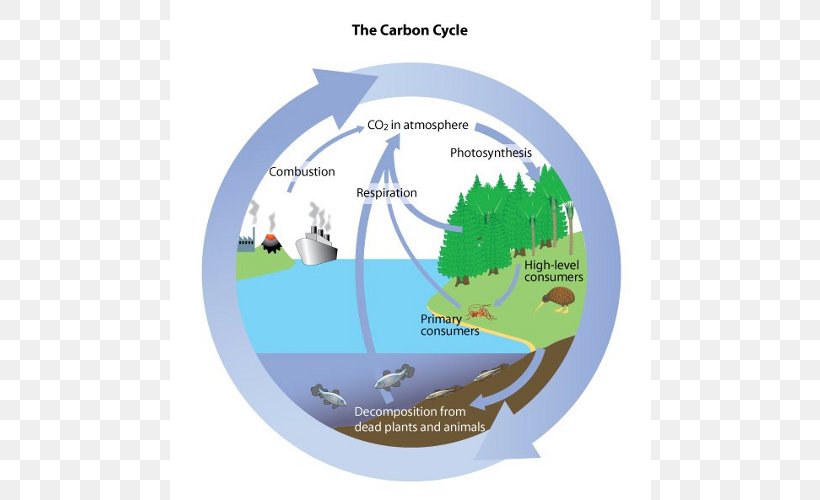 Carbon Cycle Water Cycle Biology Carbon Dioxide Oxygen Cycle, PNG, 750x500px, Carbon Cycle, Biology, Brand, Carbon, Carbon Dioxide Download Free