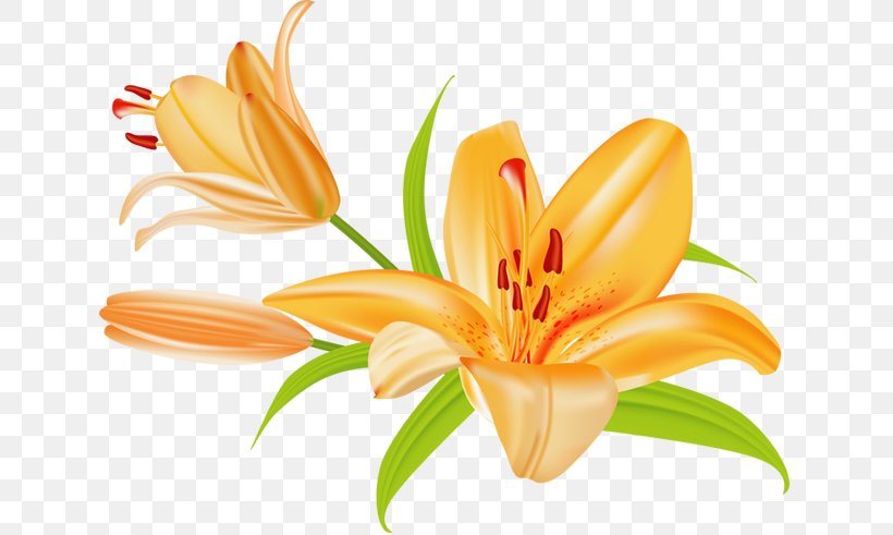 Flowers Background, PNG, 640x491px, Orange Lily, Cut Flowers, Daylily ...