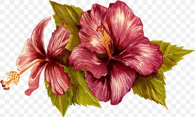 Hibiscus Flower Hawaiian Hibiscus Plant Petal, PNG, 1395x842px, Hibiscus, Chinese Hibiscus, Flower, Hawaiian Hibiscus, Herbaceous Plant Download Free