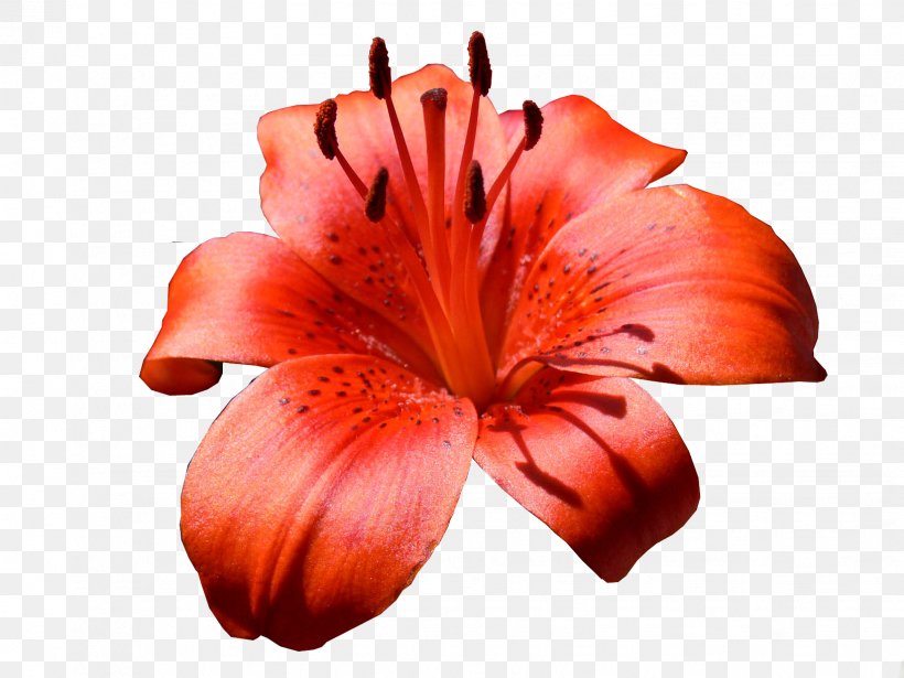 Lilium Bulbiferum Flower Bouquet Daylily Parfumerie, PNG, 1632x1224px, Lilium Bulbiferum, Afacere, Alstroemeriaceae, Armelle, Aroma Download Free