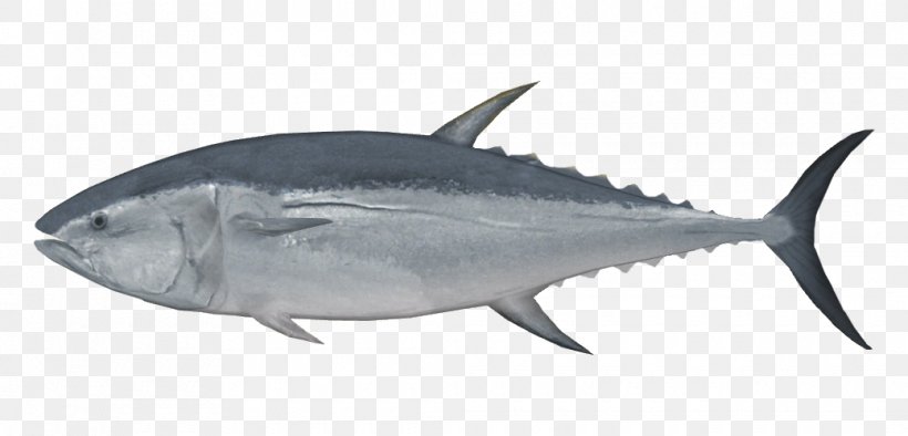 New Zealand Pacific Bluefin Tuna Albacore Sushi Fish, PNG, 1040x500px, New Zealand, Albacore, Atlantic Bluefin Tuna, Bonito, Bony Fish Download Free