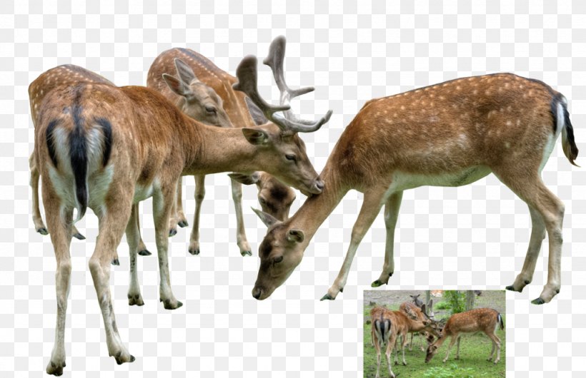 White-tailed Deer Reindeer Musk Deer Antelope, PNG, 1024x663px, Deer, Animal, Antelope, Antler, Art Download Free