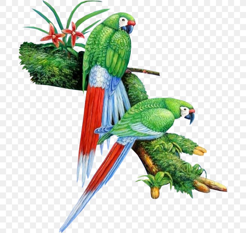 Bird Macaw Parrot Parakeet Beak, PNG, 697x775px, Bird, Beak, Bird Supply, Cage, Chinese Hwamei Download Free
