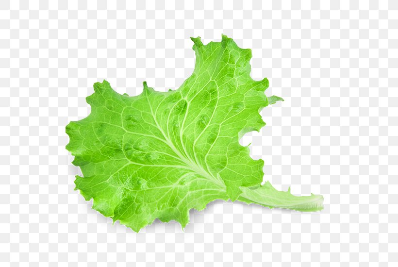 Red Leaf Lettuce Leaf Vegetable Salad, PNG, 550x550px, Red Leaf Lettuce, Collard Greens, Garnish, Herb, Leaf Download Free