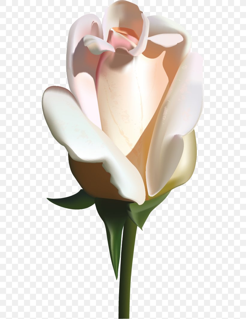 Garden Roses Flower Pink, PNG, 541x1064px, Rose, Blue, Blue Rose, Calas, Color Download Free