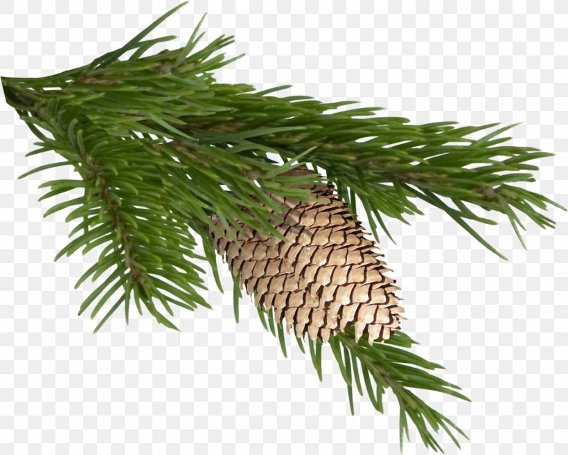 Pine Tree Clip Art, PNG, 1280x1027px, Pine, Branch, Christmas Ornament, Computer Software, Conifer Download Free