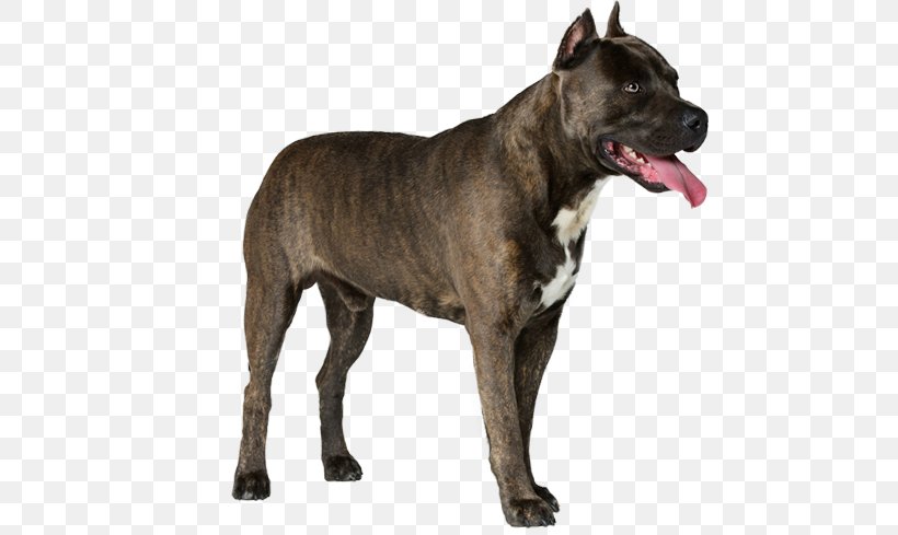 Staffordshire Bull Terrier American Staffordshire Terrier Scottish Deerhound American Staghound, PNG, 567x489px, Staffordshire Bull Terrier, Alaunt, American Staffordshire Terrier, American Staghound, Animal Download Free