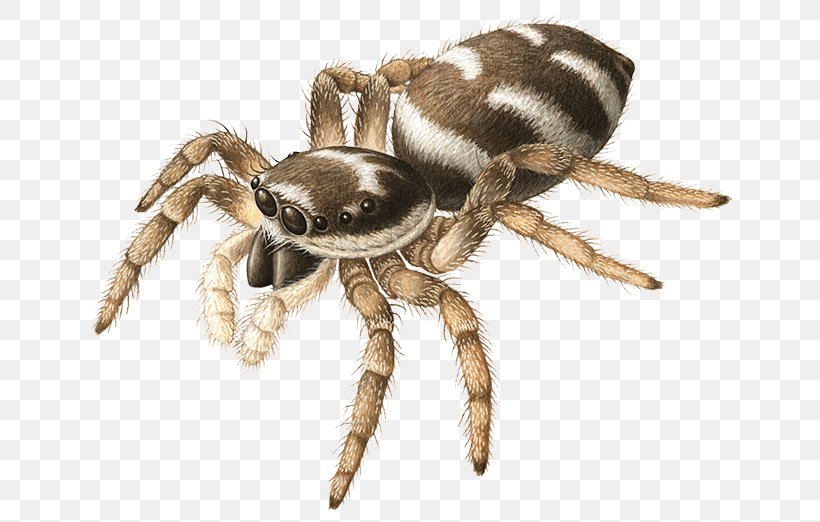 Angulate Orbweavers Wolf Spider Tarantula Scorpion, PNG, 660x522px, Angulate Orbweavers, Acari, Animal, Arachnid, Araneus Download Free